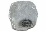Detailed Gerastos Trilobite Fossil - Morocco #363950-1